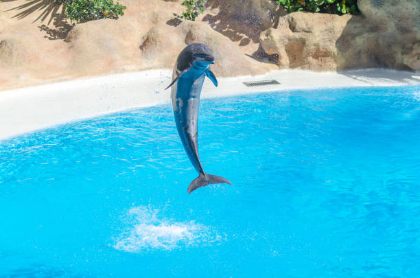 istock one dolphin is jumping over the blue water 1048346016