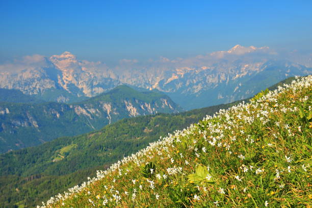 istock Daffodil mountain in Slovenia 1048349972