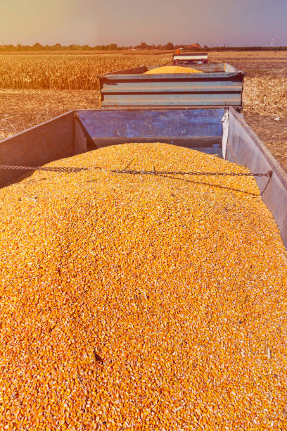 istock Corn Grains in Tractor Trailer After Harvest 1048349990