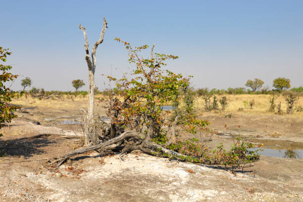 Sunrise in the Okavango Delta in Botswana