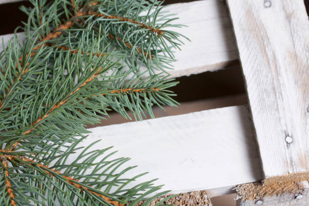 istock Blue spruce branches on a wooden box of boards, painted in white. 1048353670