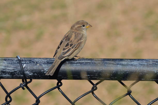 istock Bird on the fence 1048353742