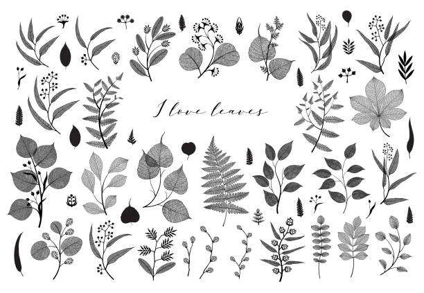 Big set of branches and leaves, fall, spring, summer. Vintage botanical illustration, floral elements in black design Big set of branches and leaves, fall, spring, summer. Vintage botanical illustration, floral elements in black design on white background silhouette of a fall leaves black and white stock illustrations