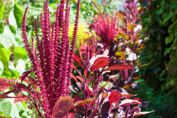 closeup inflorescence rouge amarante (amaranthus cruentus) sur la journée ensoleillée - amaranthus cruentus photos et images de collection