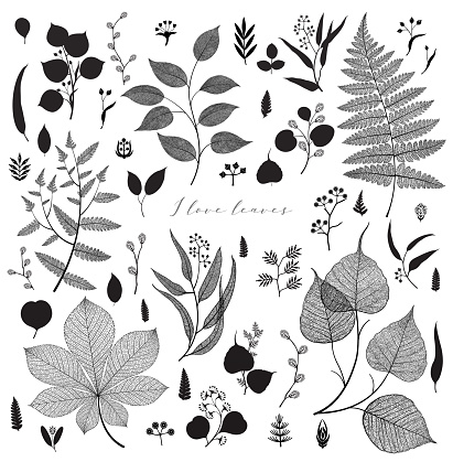 Big set of branches and leaves, fall, spring, summer. Vintage botanical illustration, floral elements in black design on white background