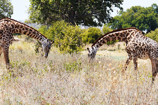 Close-up of two giraffes bending their neck towards the ground in search for some food. A sausage tree in the background.