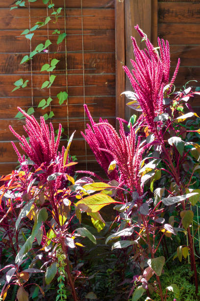 closeup inflorescence rouge amarante (amaranthus cruentus) sur la journée ensoleillée - amaranthus cruentus photos et images de collection