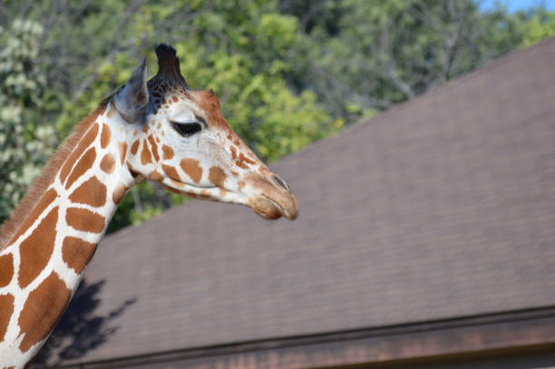 istock Giraffe in the outdoors 1048358798