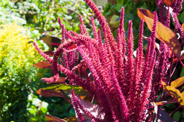 closeup inflorescence rouge amarante (amaranthus cruentus) sur la journée ensoleillée - amaranthus cruentus photos et images de collection