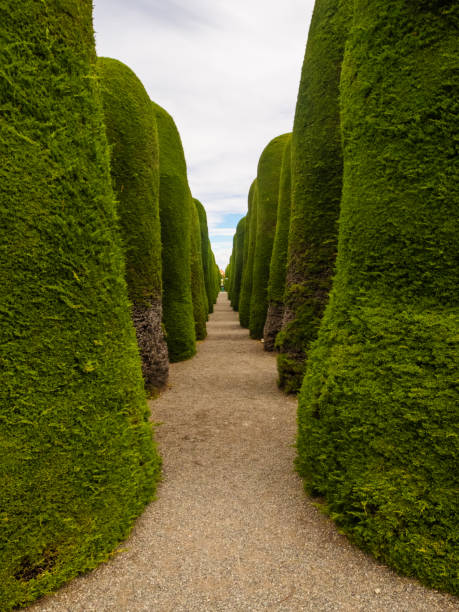 istock Punta Arenas cementery trees in Chile, Patagonia. Clouds 1048366482