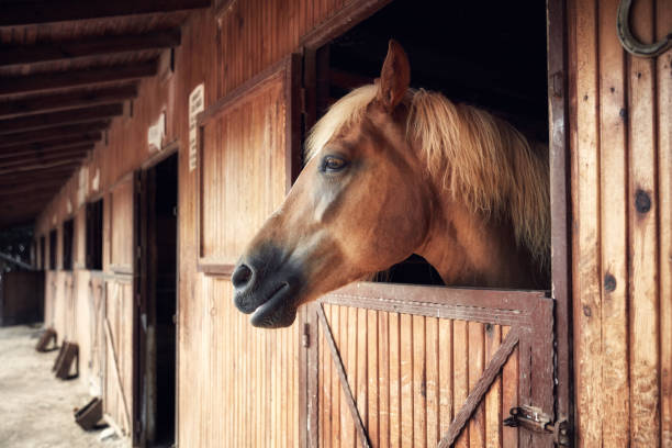 Headshot portrait of a horse in a barn Profile portrait of a beautiful young horse posing from a wooden barn window market stall stock pictures, royalty-free photos & images