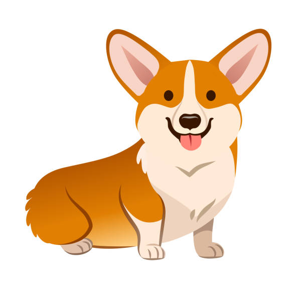 Corgi dog vector cartoon illustration. Cute friendly welsh corgi puppy sitting, smiling with tongue out  isolated on white. Pets, animals, canine theme design element in contemporary simple flat style Corgi dog vector cartoon illustration. Cute friendly welsh corgi puppy sitting, smiling with tongue out  isolated on white. Pets, animals, canine theme design element in contemporary simple flat style welsh culture stock illustrations