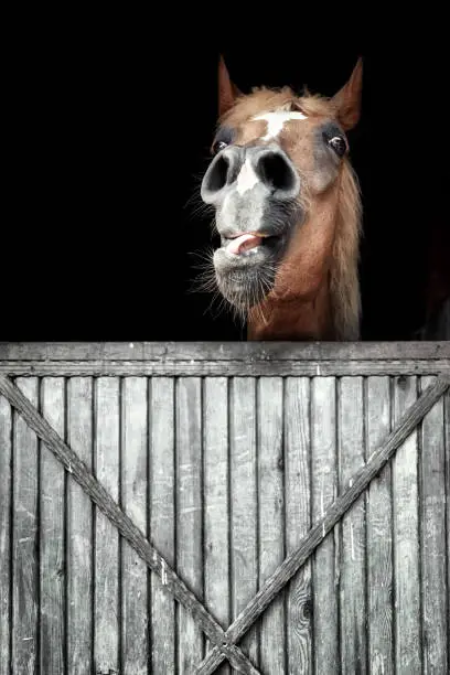 Photo of Headshot portrait of a horse in a barn