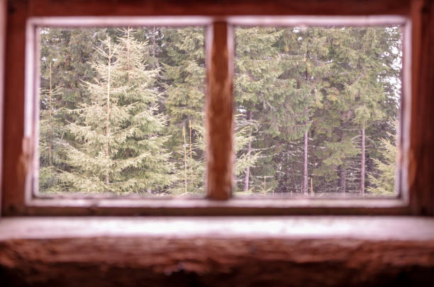 istock View from the window into the forest. The forest outside the window. 1048372454