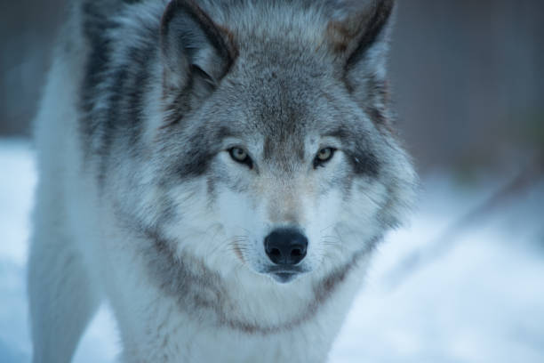 퀘벡에 울프 팩 - canadian timber wolf 뉴스 사진 이미지