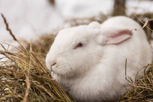 istock Funny little white rabbit with red eyes is sitting in the hay 1048379486