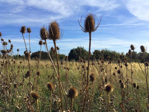 istock Thistle heads, Wicken Fen 1048382922