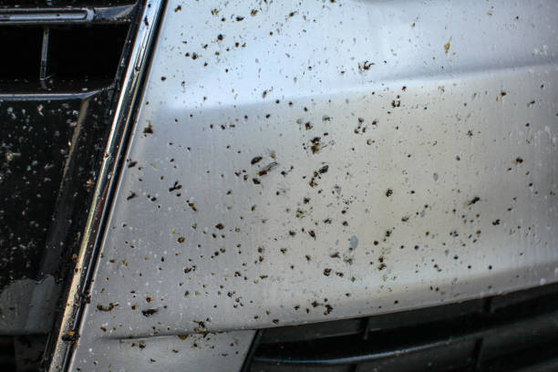 istock Dead bugs on car front bumper, covered with insect cleaning spray 1048383018