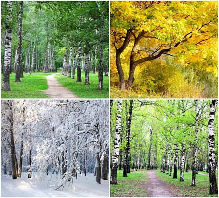 Four seasons collage - summer, autumn, winter, spring