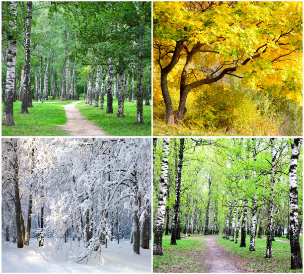 kolaż czterech pór roku - four seasons season tree winter zdjęcia i obrazy z banku zdjęć