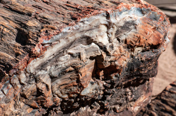 istock Petrified Forest National Park 1048384060