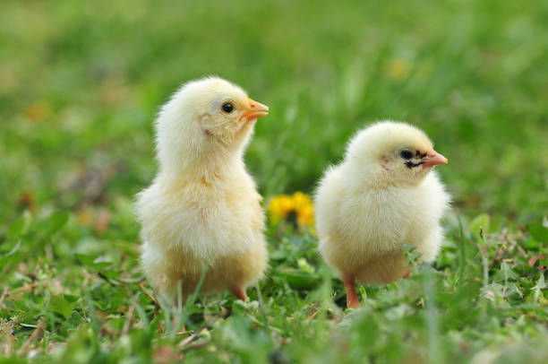 istock Two young adorable chickens standing in a grass 1048387166