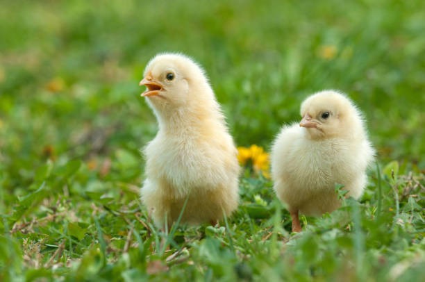 istock Two young adorable chickens standing in a grass 1048387202