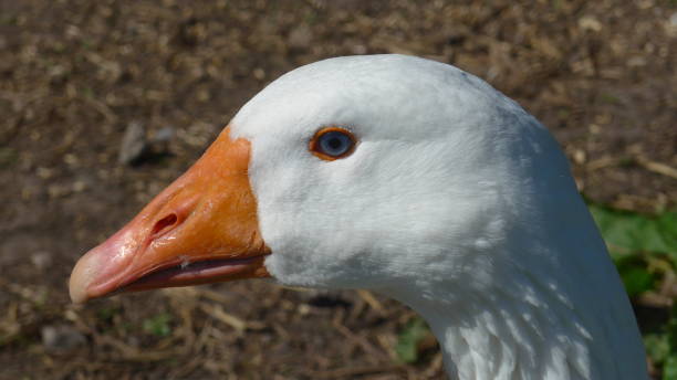 istock Head of a white goose, close-up 1048387852