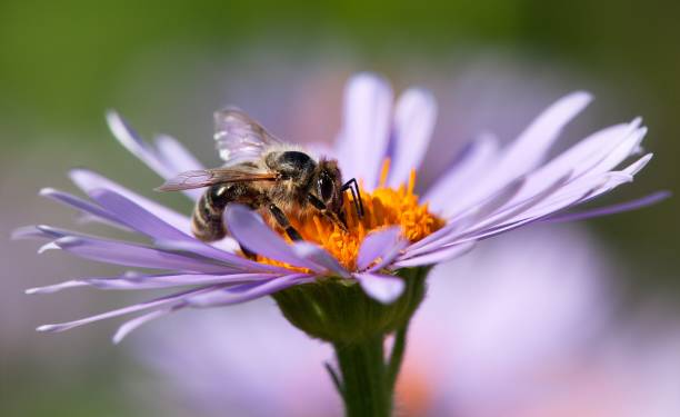 istock bee or honeybee in Latin Apis Mellifera on flower 1048389328