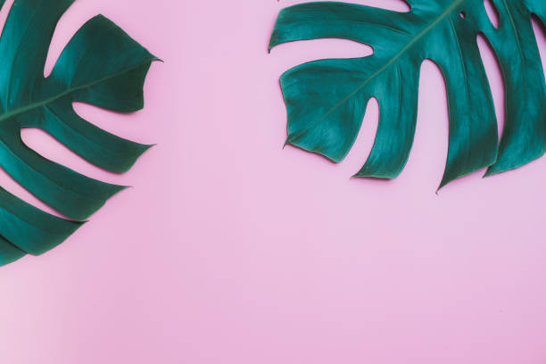 istock Aromatherapy  product  Spa set, flat lay composition.Tropical leaf concept style., massage with pink background 1048390502