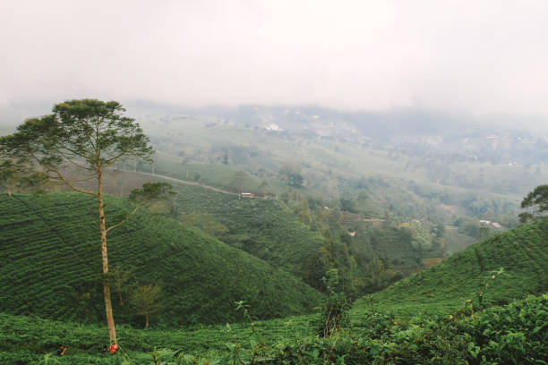 istock The biggest tea plantation Java Islands highlands, Indonesia 1048391286