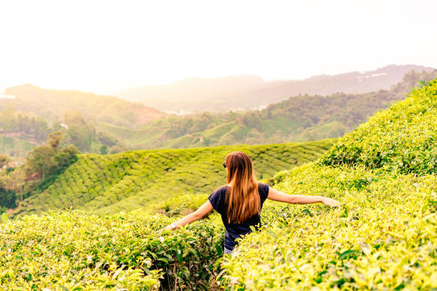 istock Caucasian girl doing a backpacker plan walking in a tea plantation during the sunset. Malaisia 1048393954