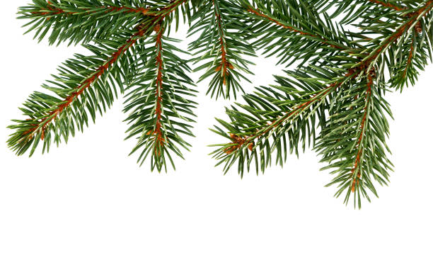 istock Fir tree branch isolated on white background. Pine. Christmas fir. 1048394244
