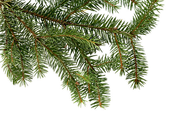 istock Fir tree branch isolated on white background. Pine. Christmas fir. 1048394272