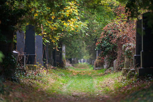 mystic path through the jewish cemetery of the zentralfriedhof graveyard in vienna austria with tombstones and forest that is overgrowing the graves