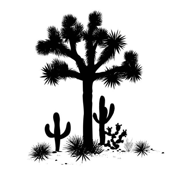 очертуйте пейзаж деревом джошуа и кактусами. векторная иллюстрация. - joshua stock illustrations