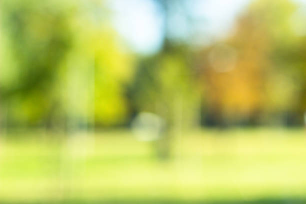 istock Outdoor park with tree and bokeh light, blur background 1048397244