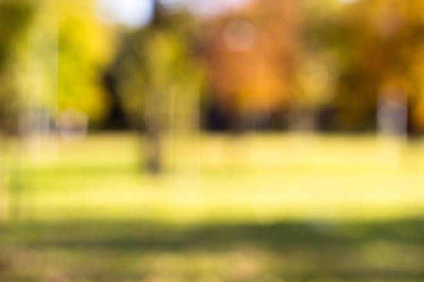 istock Outdoor park with tree and bokeh light, blur background 1048397770