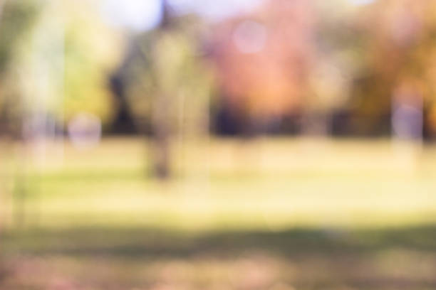 istock Outdoor park with tree and bokeh light, blur background 1048397952