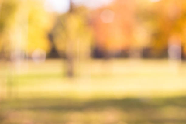 istock Outdoor park with tree and bokeh light, blur background 1048398218