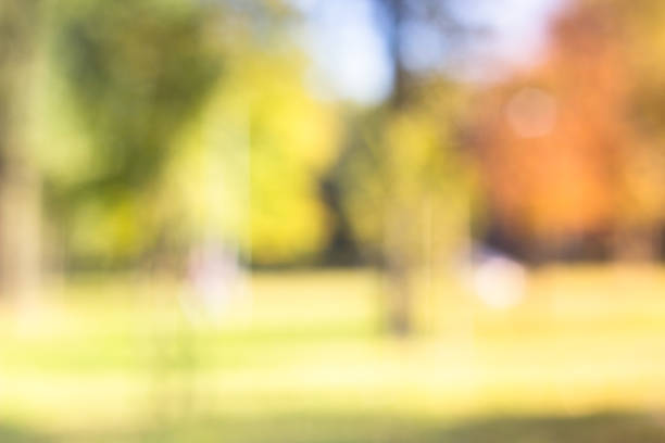 istock Outdoor park with tree and bokeh light, blur background 1048398716