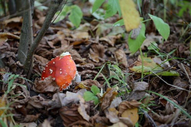 istock Fly agaric mushroom in the autumn forest 1048398730