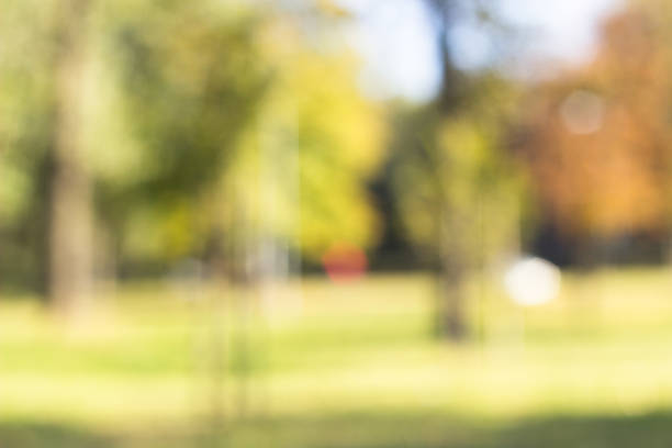 istock Outdoor park with tree and bokeh light, blur background 1048398790