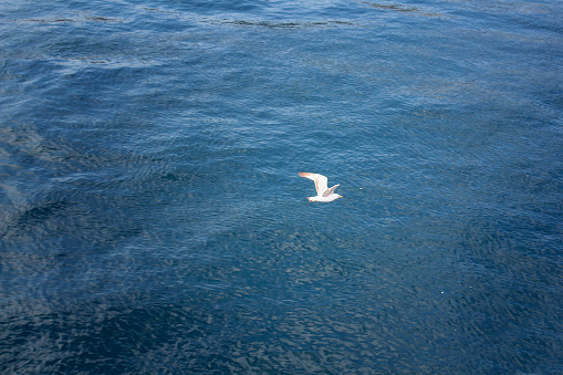 View of a seagull flying over Bosphorus in Istanbul.