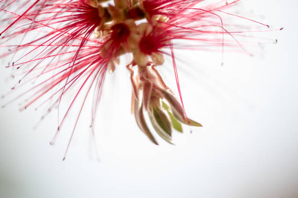 istock Close up of a bottlebrush flower 1048401512