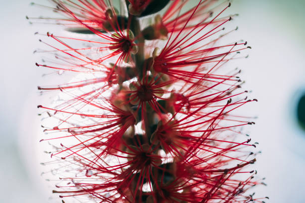 istock Close up of a bottlebrush flower 1048401562