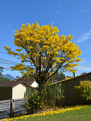 Beautiful yellow ipe announcing the spring, in Joinville, Santa Catarina, Brazil on 10/01/2018.
Handroanthus albus is a species of the genus Handroanthus tree.
Popularly is called in Brazil yellow-ipe-of-saw, ipe gold, yellow-ipe, ipe-of-saw, ipe, ipe-white, ipe Mamono, ipe cassava, ipe-brown, ipê- vacariano, ipe-smoking, Tabebuia ochracea, ipe golden, ipezeiro, pau d'arco-yellow, taipoca.
