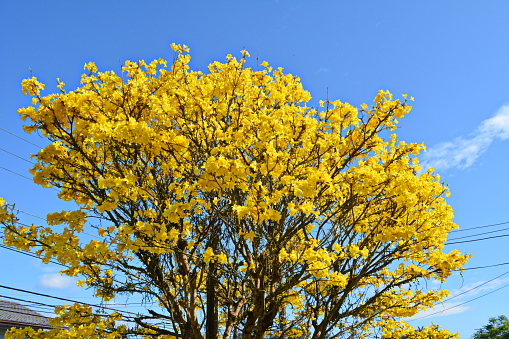 Beautiful yellow ipe announcing the spring, in Joinville, Santa Catarina, Brazil on 10/01/2018.\nHandroanthus albus is a species of the genus Handroanthus tree.\nPopularly is called in Brazil yellow-ipe-of-saw, ipe gold, yellow-ipe, ipe-of-saw, ipe, ipe-white, ipe Mamono, ipe cassava, ipe-brown, ipê- vacariano, ipe-smoking, Tabebuia ochracea, ipe golden, ipezeiro, pau d'arco-yellow, taipoca.