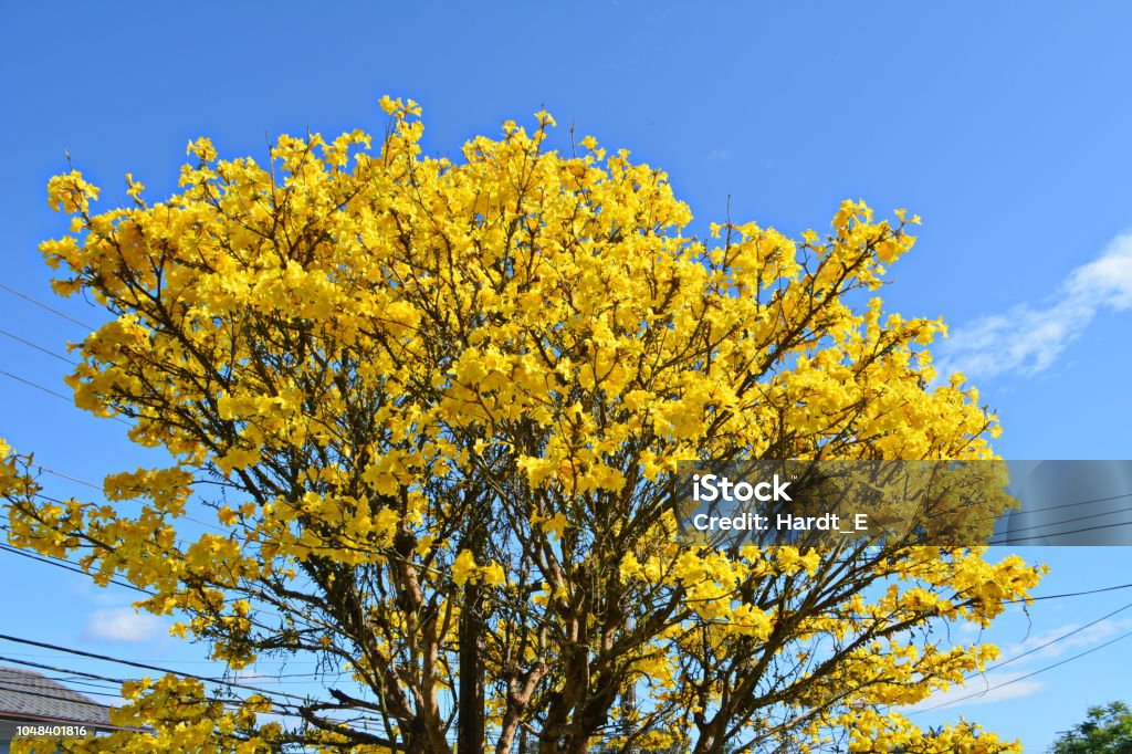 Foto de Bela Flor De Ipe Amarelo e mais fotos de stock de Handroanthus -  Handroanthus, Amarelo, Árvore - iStock