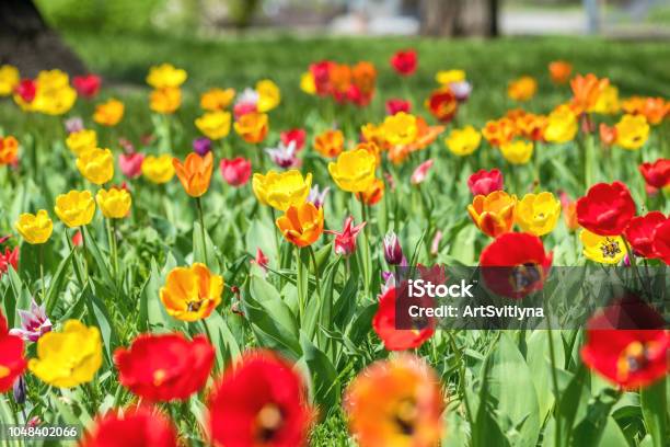 Colorful Tulips Flowers Blooming In A Park Close Up Stock Photo - Download Image Now